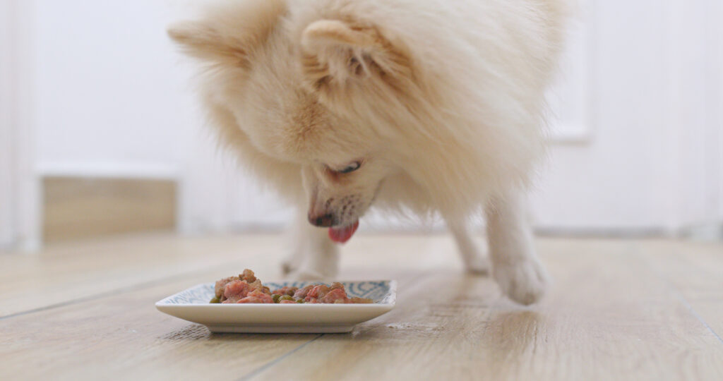  Pomeranian eating raw dog food from a plate at home