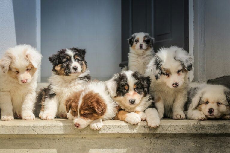 Multiple Puppies Sitting and Standing for a Group photo