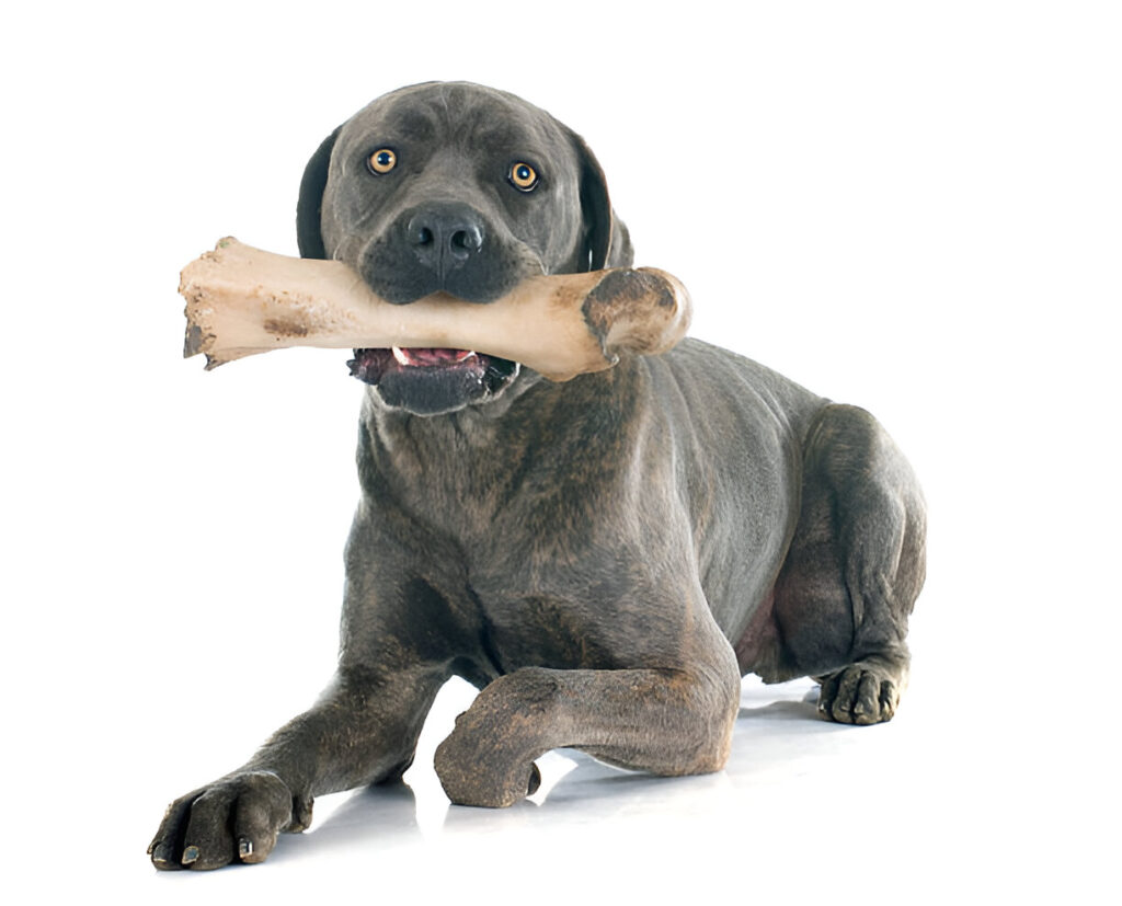 Dog chewing on an ostrich bone, showcasing dental benefits.